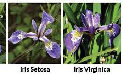 Featured image of post Iris Data로 전처리부터 기계학습, 딥러닝까지