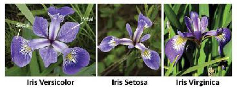 Featured image of post Iris Data로 전처리부터 기계학습, 딥러닝까지